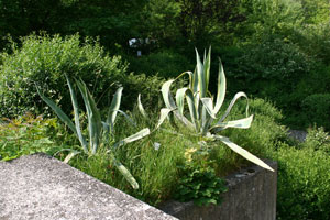 Agaven auf der Mexikoterrasse