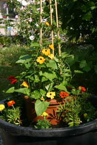 Sommerlicher Blumenschmuck fr die Mediterranen Terrassen